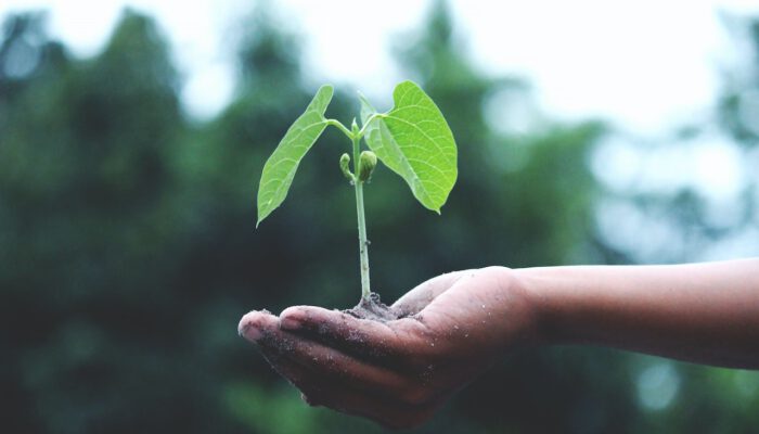 Hand met plantje